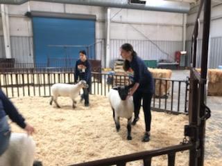 Lamb walking - Adriana